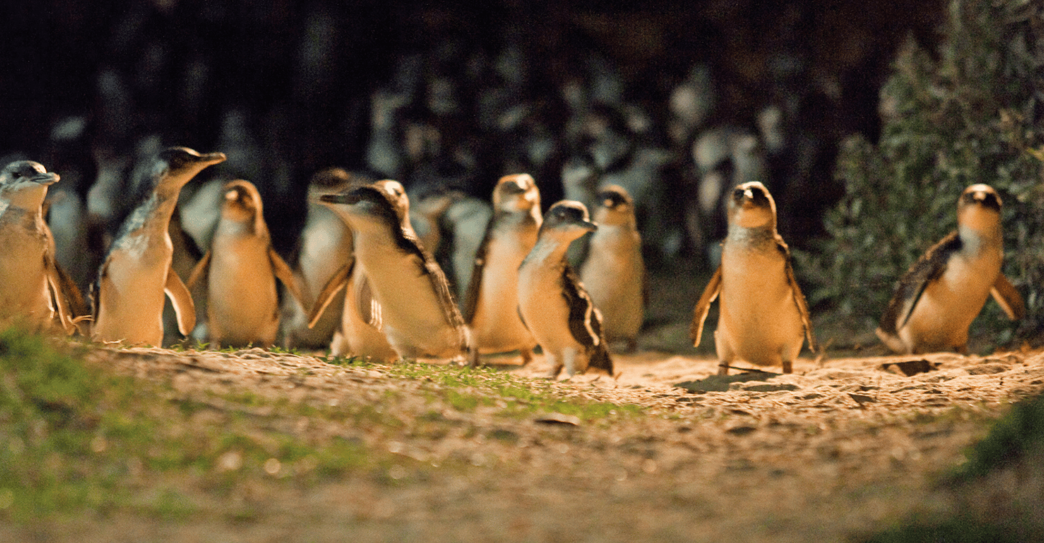 From Melbourne: Penguin Parade Afternoon Tour photo 13