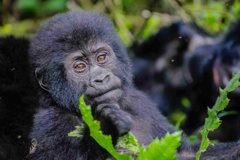 Safari de 6 días para habituar a gorilas y chimpancés