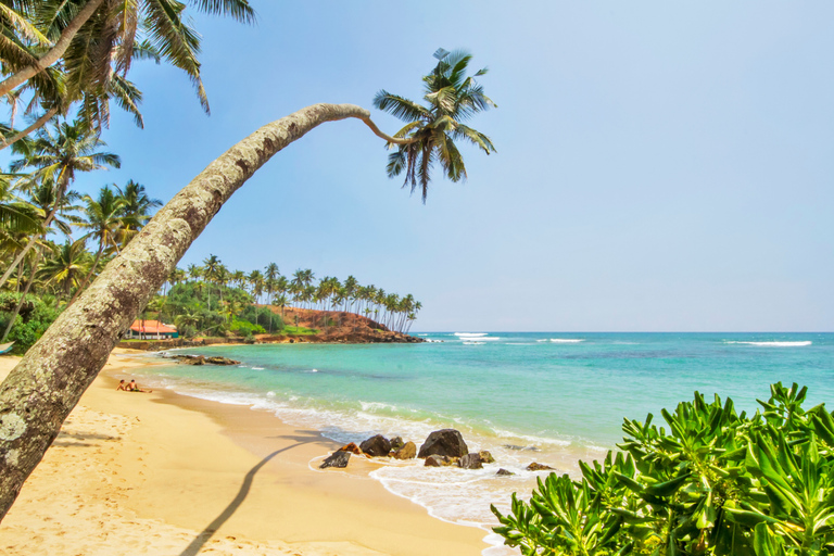 Colombo: 4-day Sri Lanka Full Circle Tour with East Coast Sri Lanka Full Circle 4-day Tour with East Coast