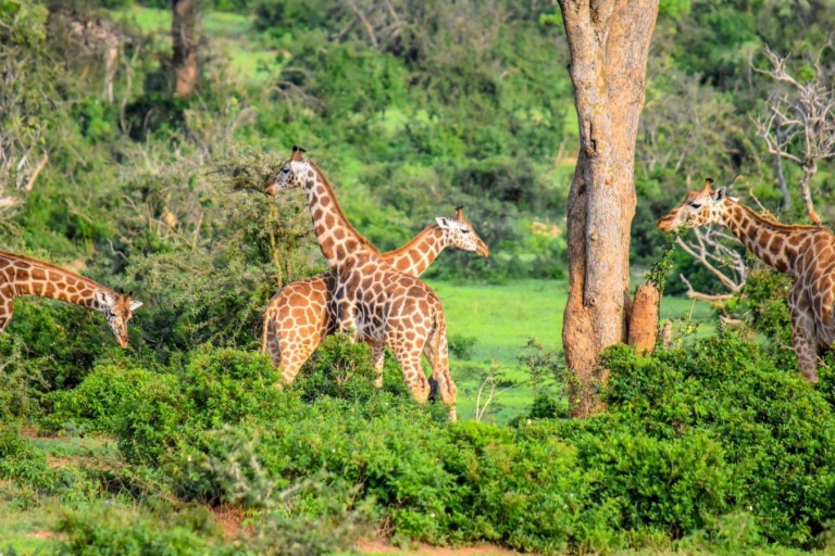 18 jours de safari dans la jungle africaine