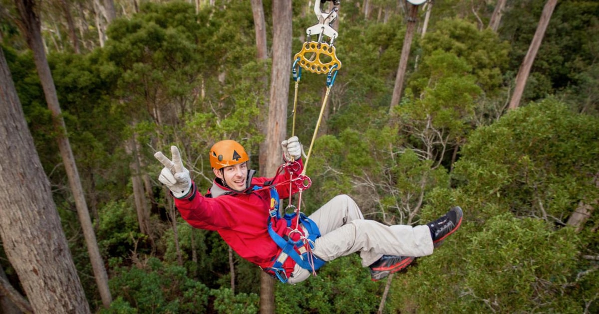 Launceston Hollybank Forest Treetop Zip Lining med guide GetYourGuide