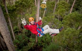 Launceston: Hollybank Forest Treetop Zip Lining with Guide