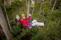 Launceston, Hollybank Forest Treetop Zip Lining with Guide - Housity