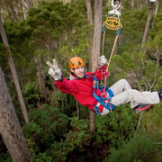 Launceston: Hollybank Forest Treetop Zip Lining with Guide | GetYourGuide