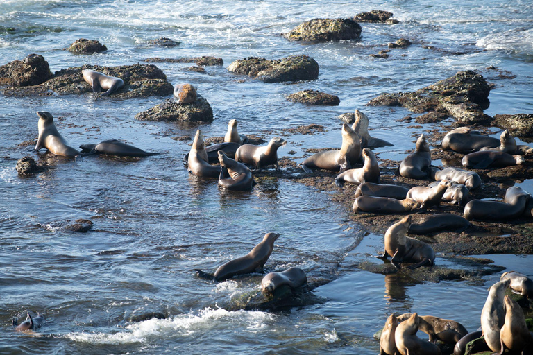 De Christchurch: Passeio de um dia em Kaikoura com cruzeiro guiado por golfinhos