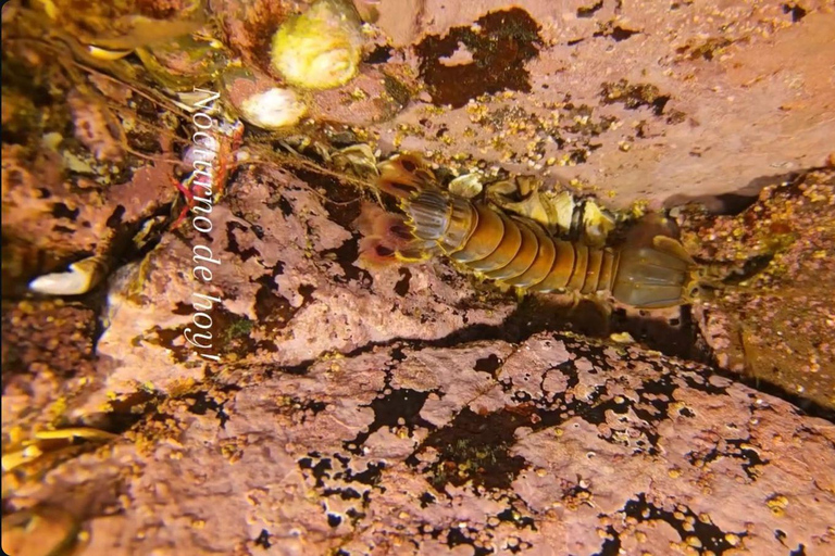 Lima: Night Dive in Pucusana