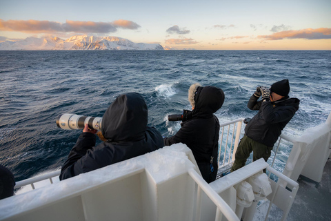 Tromsø: 24 ore di crociera per avvistare le balene e l&#039;aurora boreale