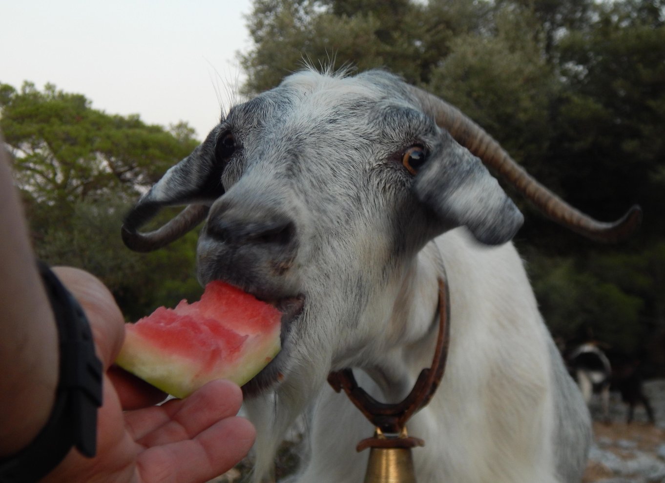 Rhodos: Profitis Ilias guidet vandretur ved solnedgang