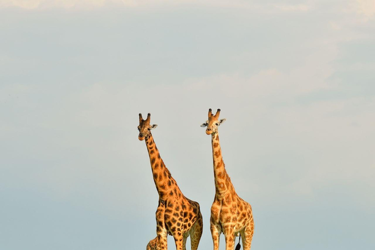 Oeganda : 3-daagse Kidepo Valley NP safari vakantie in Oeganda