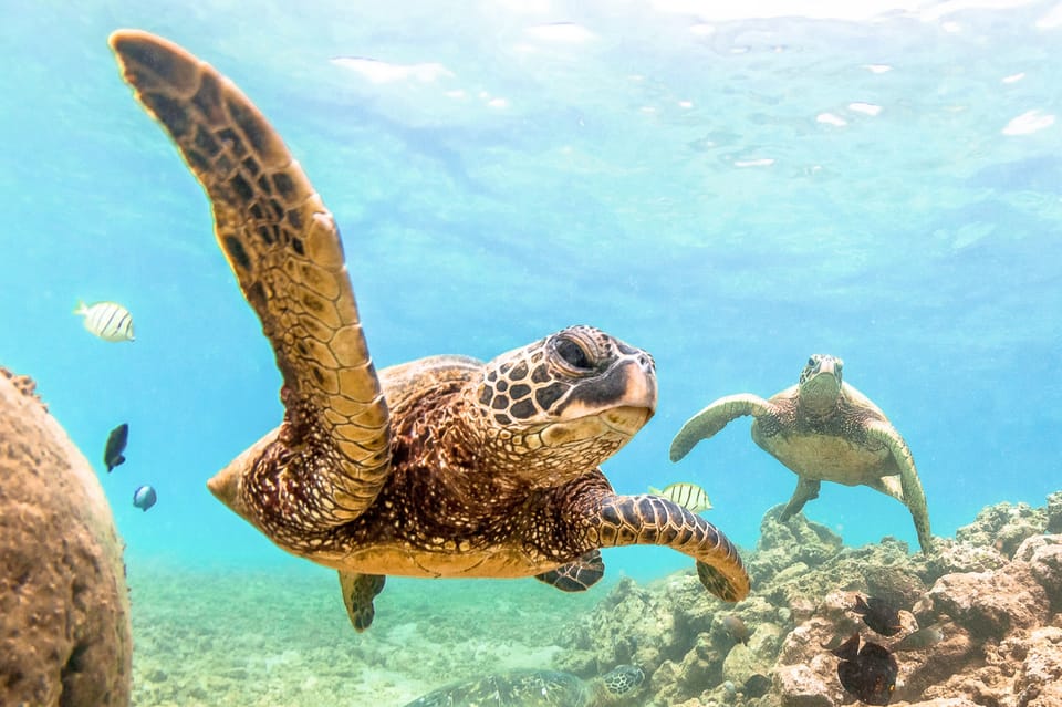 South Maui: Molokini and Turtle Town Snorkeling Tour | GetYourGuide