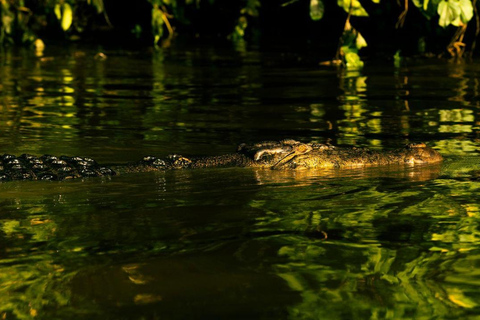 Sandakan : 3-Day Kinabatangan River Wildlife Adventure (Shared Tour) 3 Day 2 Night At Kinabatangan River