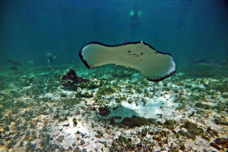 Baie d'Akumal : Cénotes et plongée en apnée avec les tortuesPrise en charge à Cancún