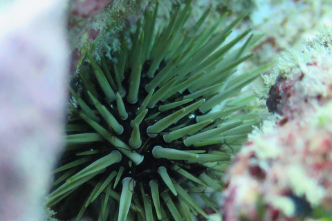 Maurice: aventure de plongée sous-marine de 3 heures sur la côte estMaurice: aventure de plongée de 3 heures sur la côte ouest