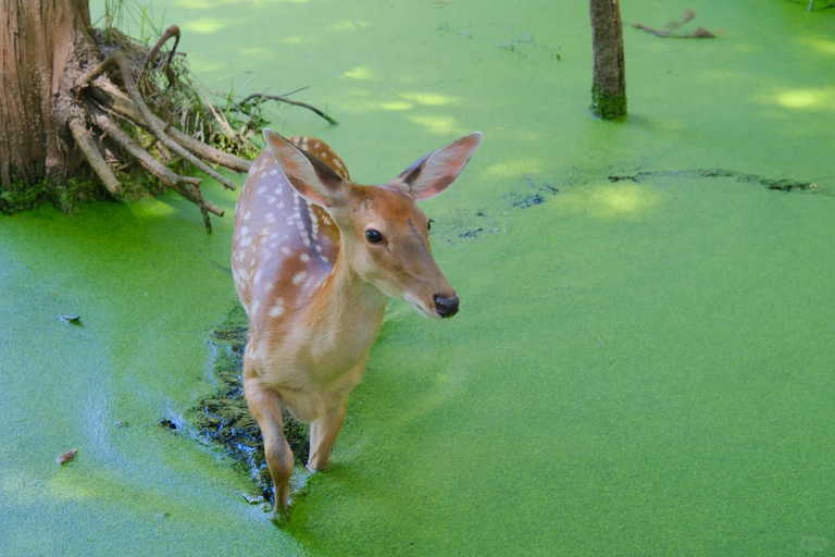 Hangzhou: Qingshan Lake(Matcha Lake) Water Forest Experience