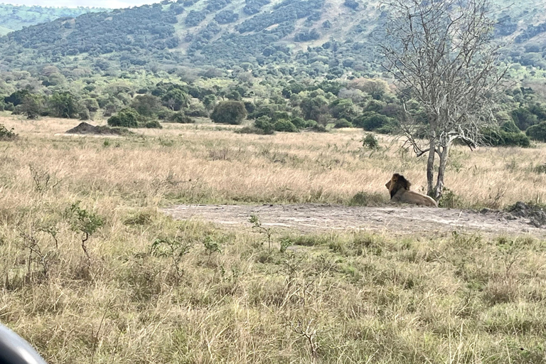 Recorrido de caza de los 5 Grandes y acampada en el pico más alto de Akagera