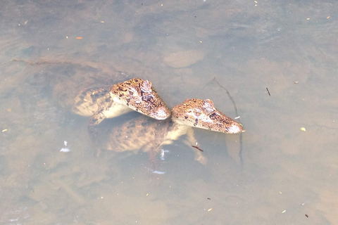 Tortuguero : Excursion en canoë et observation de la faune