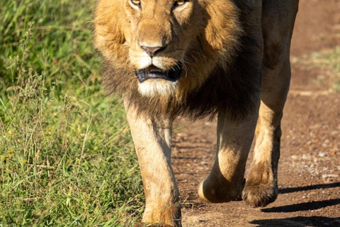 Nairobi: 3-Day Amboseli National Park Shared Safari Package