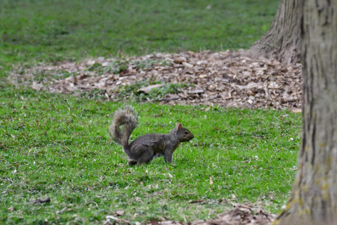 Chicago: A Guided Walking Tour of Lincoln Park Zoo