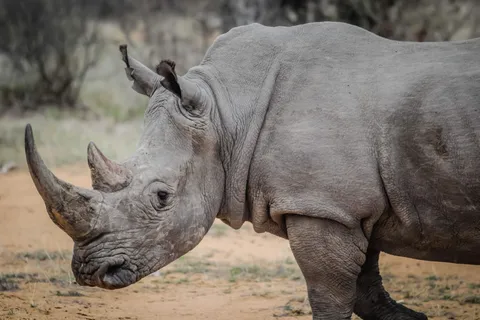 Livingstone: Game Drive and White Rhino Walking Safari