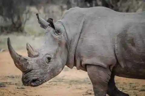 Livingstone: Game Drive and White Rhino Walking Safari