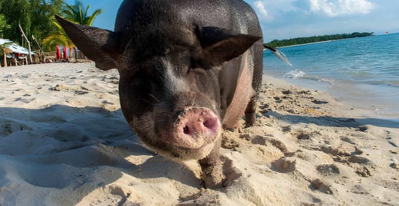 From Koh Samui: Pig Island & Koh Tan Snorkeling with Lunch