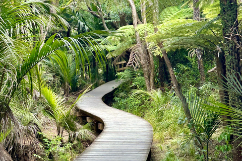 Auckland: tour privato della spiaggia di Piha, della foresta pluviale e del Monte EdenAuckland: tour privato alla spiaggia di Piha, alla foresta pluviale e al Monte Eden