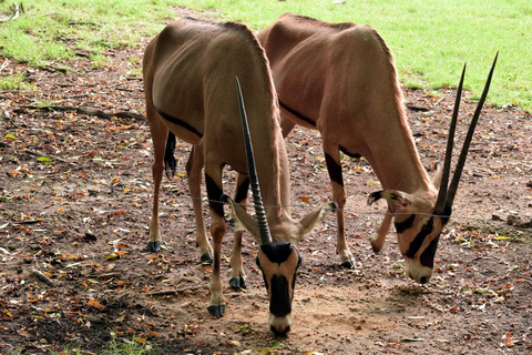 Mombasa: Old Town and Haller Park Guided Day Tour Haller Park Tour.