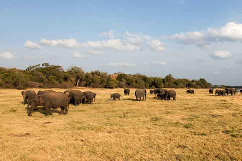 Sigiriya: Minneriya National Park Elephant Gathering Safari Non Private Jeep Safari in Morning or Evening