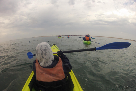 Walvis Bay: Seal Kayaking Adventure with Brunch