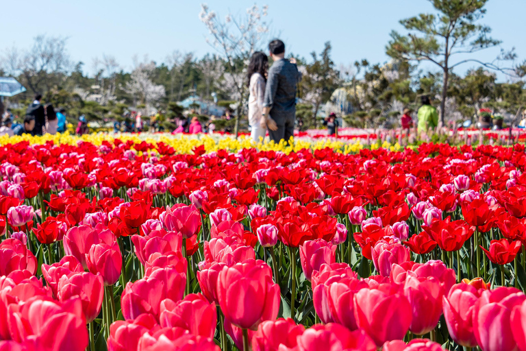 Seoul: Taean Tulip Festival and Strawberry Picking Day Tour Shared Tour, Meet at Dongdaemun