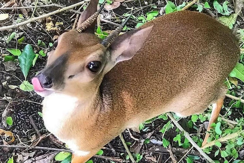 Zanzibar: la foresta di Jozani, le tartarughe marine, la grotta di Kuza e The RockTour senza servizio di prelievo e rientro in hotel
