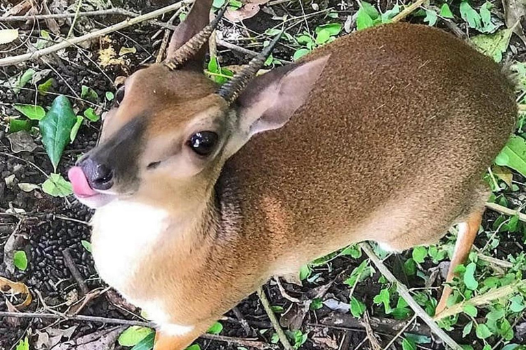 Zanzibar: la foresta di Jozani, le tartarughe marine, la grotta di Kuza e The RockTour senza servizio di prelievo e rientro in hotel