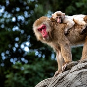 Tokyo: Private Tour to Nagano with Snow Monkeys Tokyo: Private Tour to Nagano with Snow Monkeys