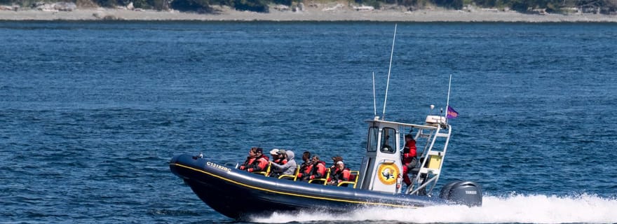 Campbell River : 4 heures d'excursion en bateau zodiac pour observer les baleines et la faune