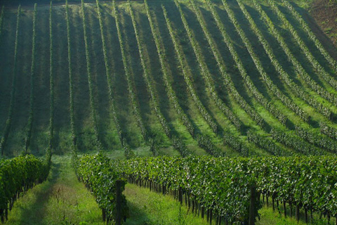 Chianti Wine and Hill Towns Full-Day Tour with Deluxe Van