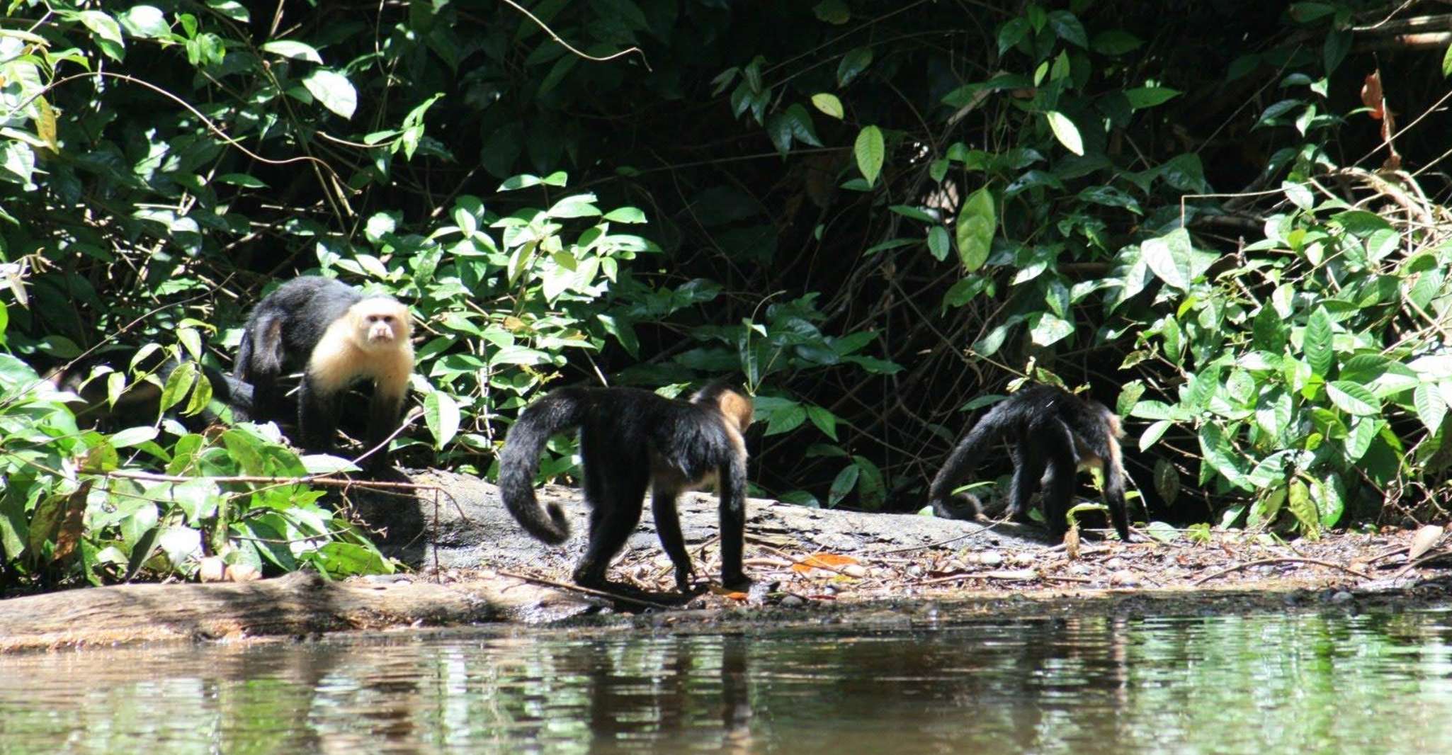 Tortuguero, Canoe Tour and Wildlife Spotting - Housity