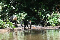 Tortuguero, Canoe Tour en Wildlife Spotting - Housity