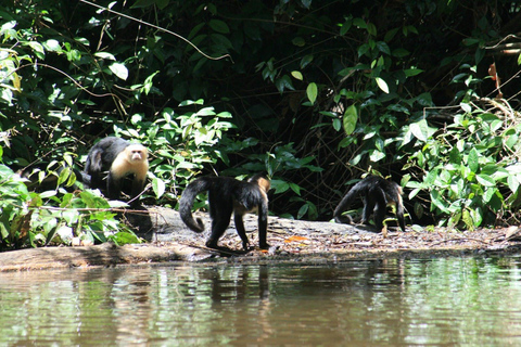 Tortuguero: Tour in canoa e avvistamento della fauna selvatica