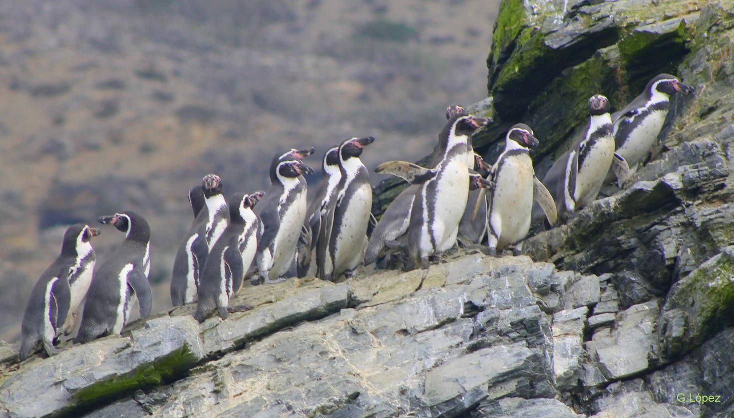 Ganztägiger Ausflug zur Isla Damas und zum Humbolt Pinguino National Reserve