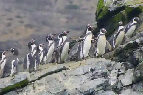 Full day to Isla Damas & Humbolt Pinguino National Reserve