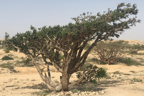 Excursion privée d'une journée de Salalah à Rub Al Khali