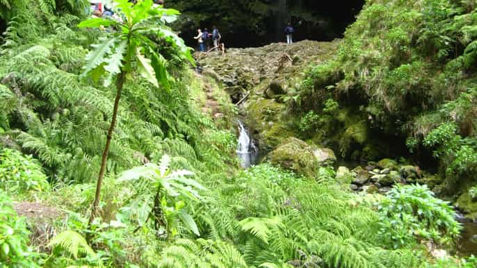 madeira escursione alla levada del caldeirão verde
