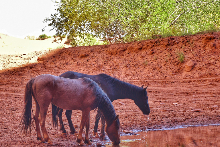 Monument Valley: Scenic 3.5-Hour Cultural Tour