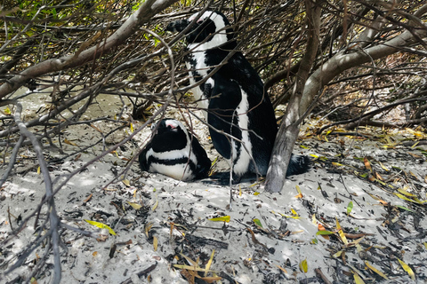 Robben Island, Penguins & Cape of Good Hope Adventure
