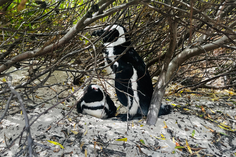 Robben Island, Penguins & Cape of Good Hope Adventure