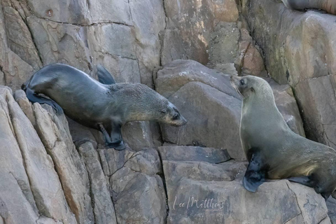 Port Stephens: 2.5-Hour Whale Watching & Outer Island Cruise Whale Watching Cruise