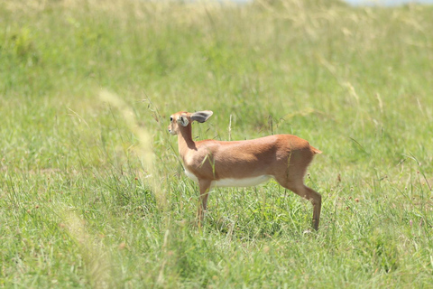 Viaggio di un giorno da Nairobi a Maasai Mara - AWNairobi: Escursione di un giorno nella Riserva Nazionale di Maasai Mara - Privato