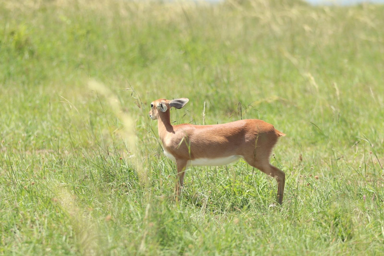 Viaggio di un giorno da Nairobi a Maasai Mara - AWNairobi: Escursione di un giorno nella Riserva Nazionale di Maasai Mara - Privato