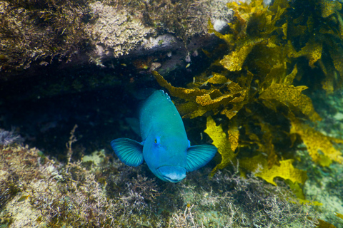 Excursion de plongée avec masque et tuba : Découvrez la vie marine impressionnante de Sydney