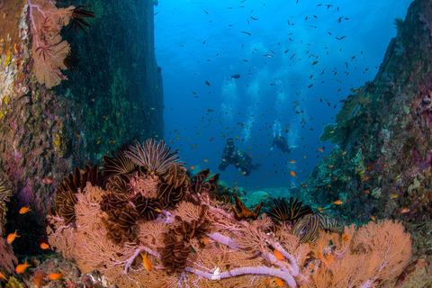 Z Khao Lak: Wycieczka nurkowa na Wyspy Similan